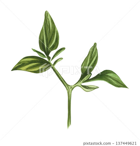 A hand-drawn watercolor drawing of a green pepper sprout. Watercolor illustration of a pepper branch for culinary design, organic product packaging, and menu design. Isolated on a white background. A hand-drawn watercolor drawing of a green pepper sprout. Watercolor illustration of a pepper branch for culinary design, organic product packaging, and menu design. Isolated on a white background. 137449621