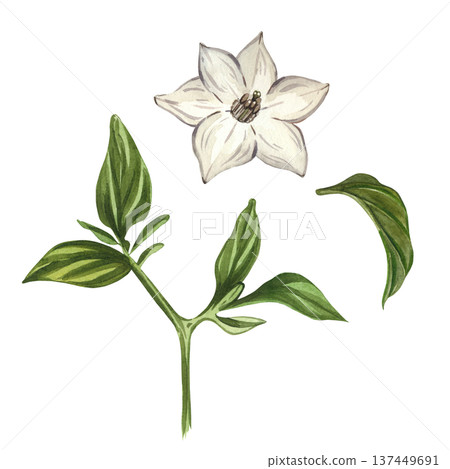 Watercolor illustration of a white flower and green leaves of a hot pepper. All objects are hand-painted with watercolors. A natural plant-based ingredient for culinary design, gardening concepts. Watercolor illustration of a white flower and green leaves of a hot pepper. All objects are hand-painted with watercolors. A natural plant-based ingredient for culinary design, gardening concepts. 137449691