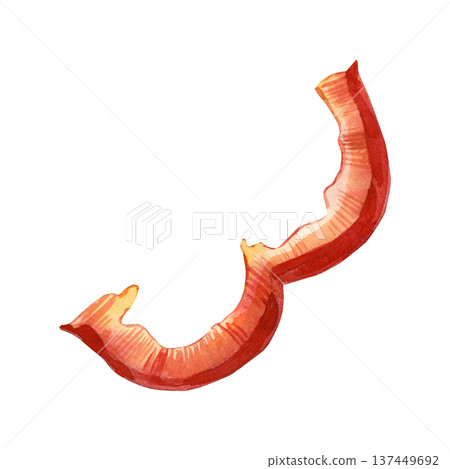 A hand-drawn watercolor drawing of a red bell pepper slice. A fresh piece of bell pepper for healthy cooking and vegetarian meals. Suitable for recipes, menus, and product packaging. A hand-drawn watercolor drawing of a red bell pepper slice. A fresh piece of bell pepper for healthy cooking and vegetarian meals. Suitable for recipes, menus, and product packaging. 137449692
