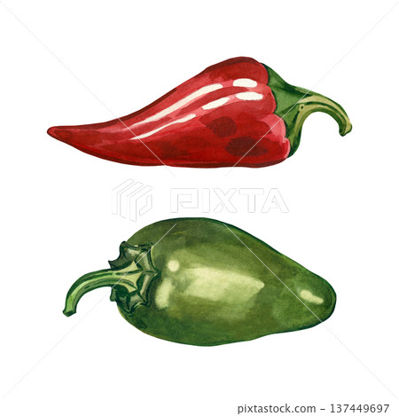 A set of hand-painted watercolor illustrations of red and green jalapeno peppers, isolated on a white background. Suitable for culinary design, menu design, and food markets. A set of hand-painted watercolor illustrations of red and green jalapeno peppers, isolated on a white background. Suitable for culinary design, menu design, and food markets. 137449697