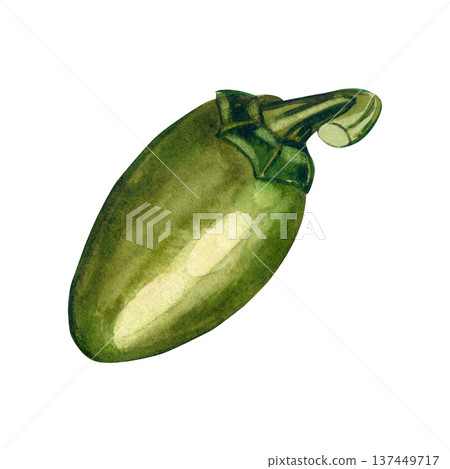 A hand-drawn watercolor green jalapeno pepper isolated on a white background. Organic hot spice for healthy eating and culinary design, menus, and product packaging. A hand-drawn watercolor green jalapeno pepper isolated on a white background. Organic hot spice for healthy eating and culinary design, menus, and product packaging. 137449717