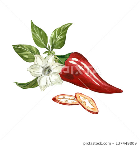 Red jalapeno pepper with leaves, white flower, and sliced pepper pieces. All hand-painted in watercolor. Watercolor illustration of organic hot peppers for culinary design, menus, and kitchen decor. 137449809