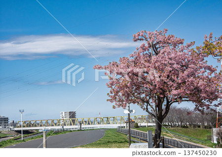 Scenery of cherry blossoms on the banks of the Edogawa River Scenery of cherry blossoms on the banks of the Edogawa River 137450230