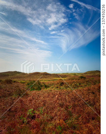 Autumnal ferns cover a sloping landscape. Wispy clouds drift across a blue sky. Hills roll towards a distant horizon. Autumnal ferns cover a sloping landscape. Wispy clouds drift across a blue sky. Hills roll towards a distant horizon. 137450236