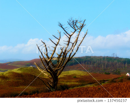 The stark tree contrasts against the colorful landscape. Clouds drift lazily in the expansive blue sky. 137450237