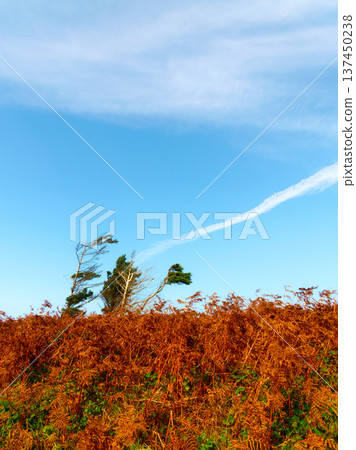 Two wind-swept trees stand tall against the backdrop of a clear blue sky. Below, a dense carpet of golden-brown ferns spreads across the landscape. 137450238