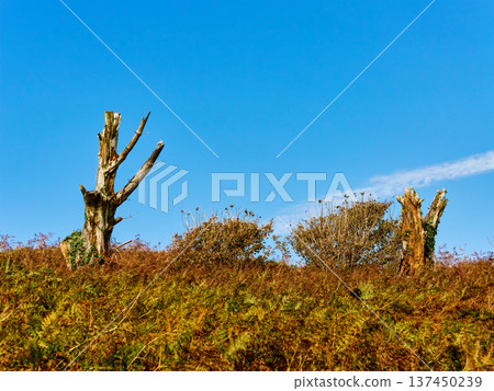 Two sturdy, weathered tree trunks stand on a hill. A vast expanse of golden brown and green ferns covers the ground. A clear blue sky stretches above with a wispy contrail. 137450239