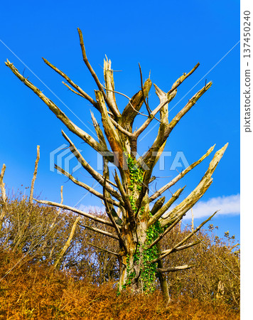 A large dead tree with gnarled branches and green ivy climbing its trunk stands in a field of brown foliage under a bright blue sky during a clear winter day. 137450240