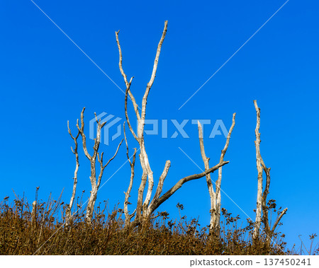 Bare trees reach for a clear blue sky. Dry shrubs surround stark tree trunks. Withered trees against a vibrant backdrop. 137450241