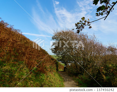 Path winding through rural autumn scenery with a steep bank of brown ferns and green grass on one side. Bare trees and bushes line the other side under a clear blue sky, hinting at the season. Path winding through rural autumn scenery with a steep bank of brown ferns and green grass on one side. Bare trees and bushes line the other side under a clear blue sky, hinting at the season. 137450242