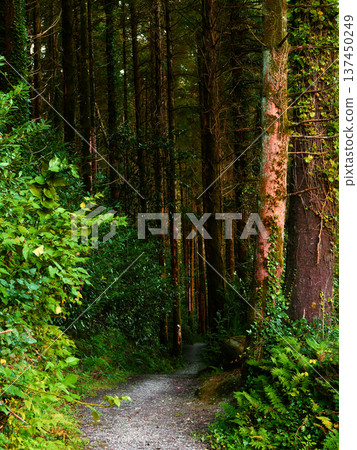 Quiet forest pathway winding through dense woodland filled with tall pines, ferns, and vibrant green ivy under soft light. 137450249