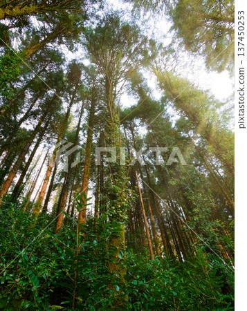 A secluded woodland scene featuring moss-covered trunks and vibrant foliage. 137450253