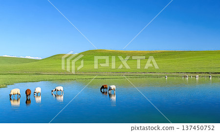 Herd of cows are drinking from a pond 137450752