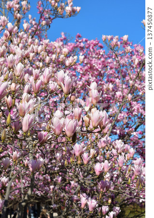 Magnolia flowers blooming in the gardens of the Palais Royal in Paris in spring (photographed on March 3, 2026) Magnolia flowers blooming in the gardens of the Palais Royal in Paris in spring (photographed on March 3, 2026) 137450877