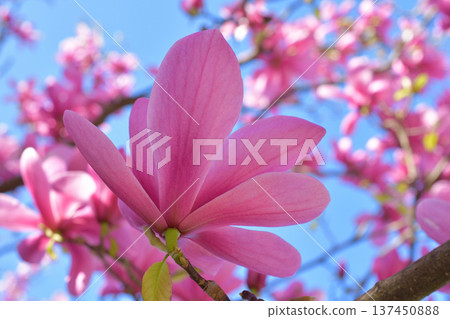 Magnolia flowers blooming in the gardens of the Palais Royal in Paris in spring (photographed on March 3, 2026) Magnolia flowers blooming in the gardens of the Palais Royal in Paris in spring (photographed on March 3, 2026) 137450888
