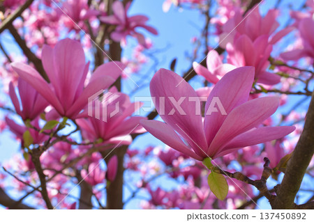 Magnolia flowers blooming in the gardens of the Palais Royal in Paris in spring (photographed on March 3, 2026) Magnolia flowers blooming in the gardens of the Palais Royal in Paris in spring (photographed on March 3, 2026) 137450892