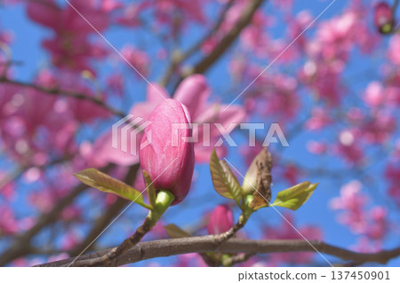 Magnolia flowers blooming in the gardens of the Palais Royal in Paris in spring (photographed on March 3, 2026) 137450901