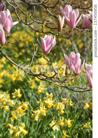 Magnolia flowers blooming in the gardens of the Palais Royal in Paris in spring (photographed on March 3, 2026) 137450956