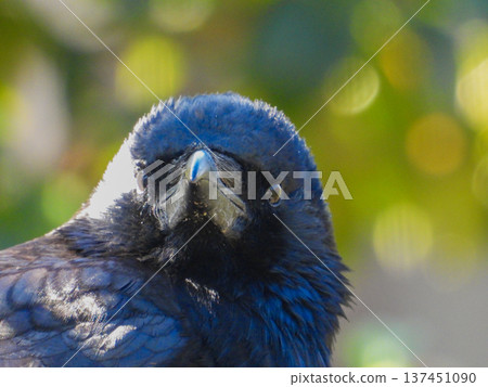 Garden visitor: portrait of a crow Garden visitor: portrait of a crow 137451090