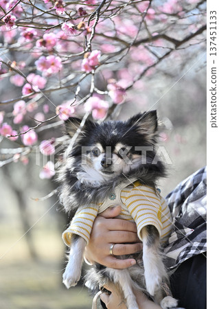 一位女士和她的吉娃娃犬漫步在盛開的李子樹林中。 137451133