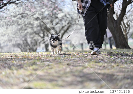 A woman and her Chihuahua walking in a plum grove in full bloom 137451136