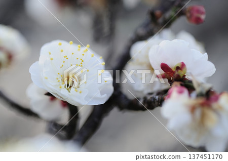 Umebayashi Park I saw someday Umebayashi Park I saw someday 137451170