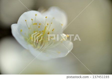 Umebayashi Park I saw someday 137451193