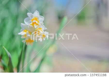 White daffodil flowers blooming in the spring light 137451198