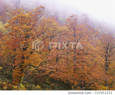 Fog falls over the autumn beech forest 137451231