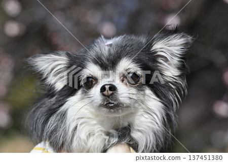 一位女士和她的吉娃娃犬漫步在盛開的李子樹林中。 一位女士和她的吉娃娃犬漫步在盛開的李子樹林中。 137451380