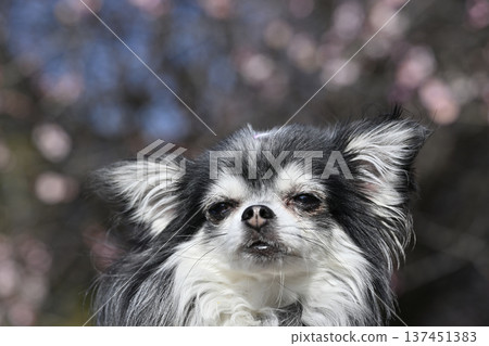 一位女士和她的吉娃娃犬漫步在盛開的李子樹林中。 一位女士和她的吉娃娃犬漫步在盛開的李子樹林中。 137451383