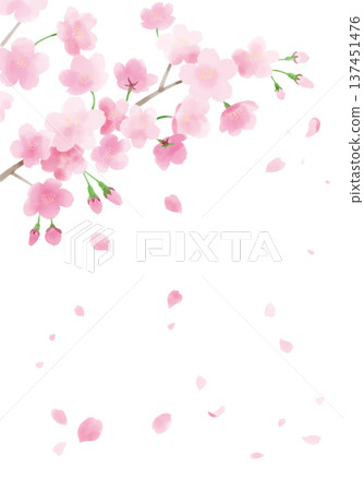 Illustration of cherry blossoms and petals 137451476