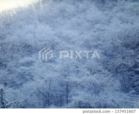 Snow-dressed forest trees Snow-dressed forest trees 137451607