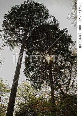 Two trees standing close to the setting sun Two trees standing close to the setting sun 137451608