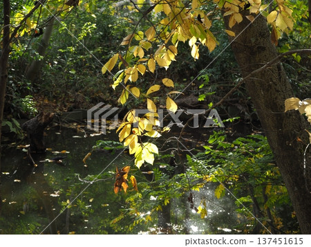 Three Buddhist Temple Ponds in Autumn Three Buddhist Temple Ponds in Autumn 137451615