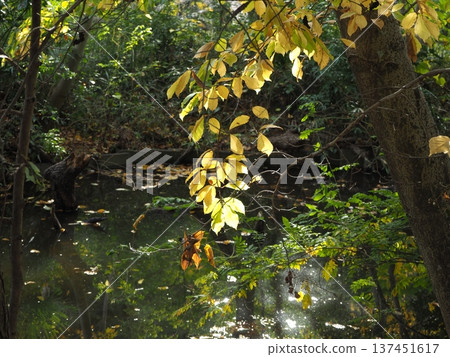 三個佛教寺廟池塘在秋天 三個佛教寺廟池塘在秋天 137451617