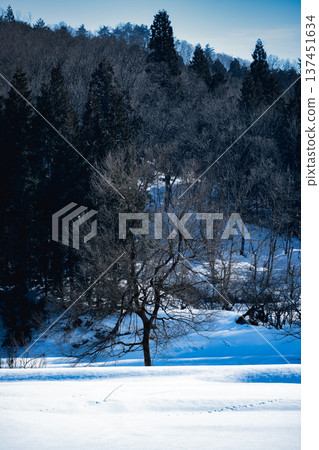 冬日森林景色，一棵高大的孤樹矗立在純白的雪地上。 137451634