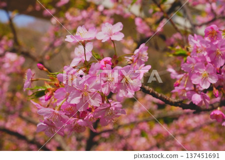 春天在鄰里公園盛開的河津櫻花 春天在鄰里公園盛開的河津櫻花 137451691