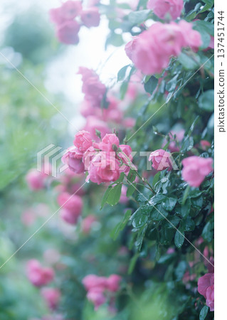 Rose of pink Rose of pink 137451744