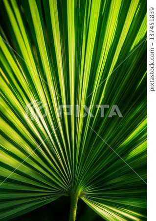Detailed Close Up of a Lush Green Palm Leaf Showcasing Intricate Veins and Texture in Natural Light 137451839