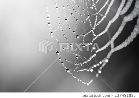 Delicate spider web adorned with glistening water droplets reflecting morning sunlight in a serene natural setting 137451883