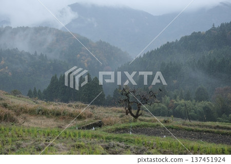 深秋時節，一片原始的鄉村景色展現在眼前：梯田籠罩在雨霧之中，一棵參天大樹傲然挺立。一隻烏鴉棲息在樹枝的頂端。 137451924