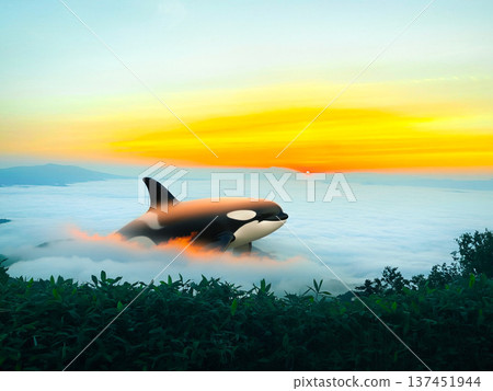 A fantastical scene of killer whales swimming through a sea of clouds and the morning glow 137451944
