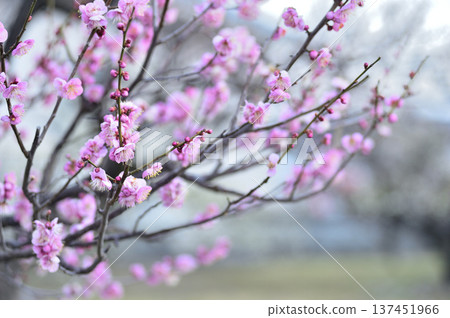 Bairin Park 137451966