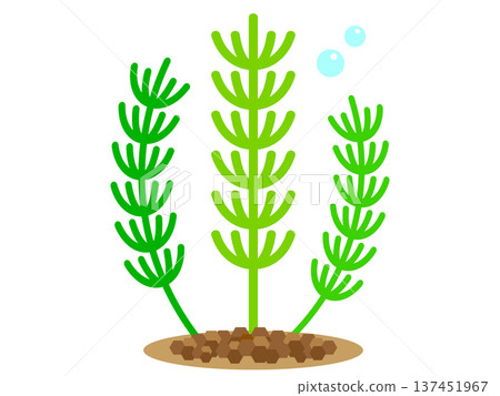 Illustration material of aquatic plants, Matsumo 2 Illustration material of aquatic plants, Matsumo 2 137451967