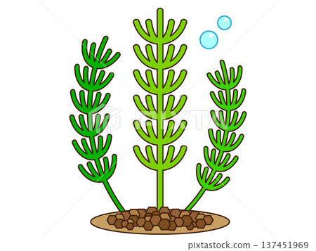 Illustration material of aquatic plants, Matsumo 3 Illustration material of aquatic plants, Matsumo 3 137451969