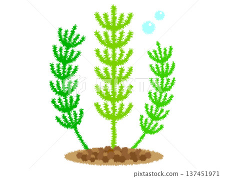 水生植物插圖素材,松本 水生植物插圖素材,松本 137451971