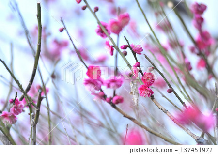 拜林公園 拜林公園 137451972