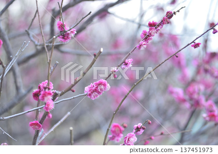 拜林公園 拜林公園 137451973