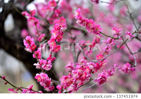 拜林公園 拜林公園 137451974